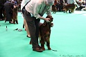 Crufts2011 539